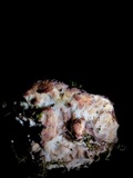 Leptoporus mollis image