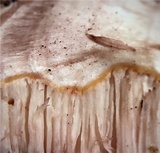 Leptoporus mollis image
