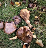 Paxillus involutus image