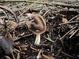 Helvella compressa image