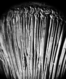 Paxillus involutus image