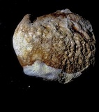 Fomitopsis officinalis image