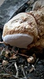 Fomitopsis officinalis image