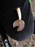 Helvella compressa image