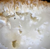 Osteina obducta image