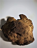 Onnia tomentosa image
