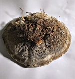 Onnia tomentosa image