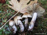 Inocybe sororia image