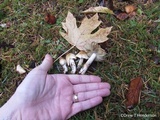 Inocybe sororia image