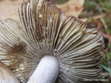 Inocybe sororia image