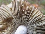 Inocybe sororia image