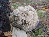 Sparassis crispa image