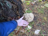 Sparassis crispa image
