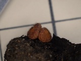 Scutellinia umbrorum image
