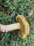 Boletus patrioticus image