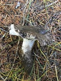 Boletopsis grisea image
