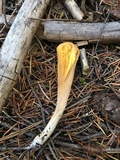Clavariadelphus occidentalis image