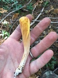 Clavariadelphus occidentalis image