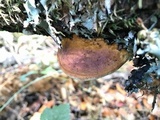 Fomitopsis cajanderi image