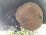Fomitopsis cajanderi image