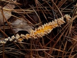 Stereum ochraceoflavum image