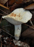 Lactarius piperatus image