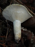 Lactarius piperatus image