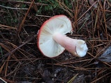 Russula xerampelina image