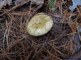 Russula clavipes image