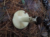 Russula clavipes image