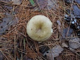 Russula clavipes image