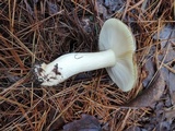 Russula clavipes image