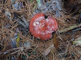 Russula seperina image