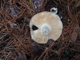 Russula seperina image