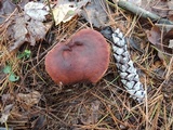 Lactarius hepaticus image