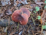 Lactarius hepaticus image