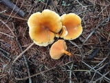 Hygrophoropsis aurantiaca image