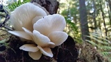 Pleurocybella porrigens image