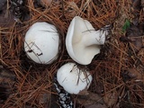 Leucopaxillus giganteus image
