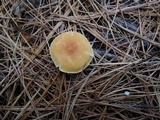Cystoderma amianthinum image