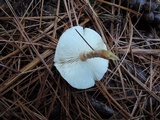 Cystoderma amianthinum image