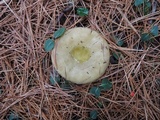 Russula clavipes image