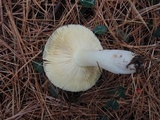 Russula clavipes image