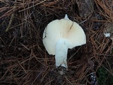 Russula seperina image