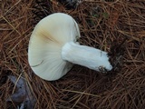 Russula seperina image