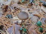 Entoloma hebes image