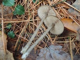 Entoloma hebes image