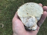 Calvatia cyathiformis image