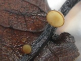 Rutstroemia sydowiana image