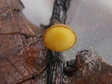 Rutstroemia sydowiana image